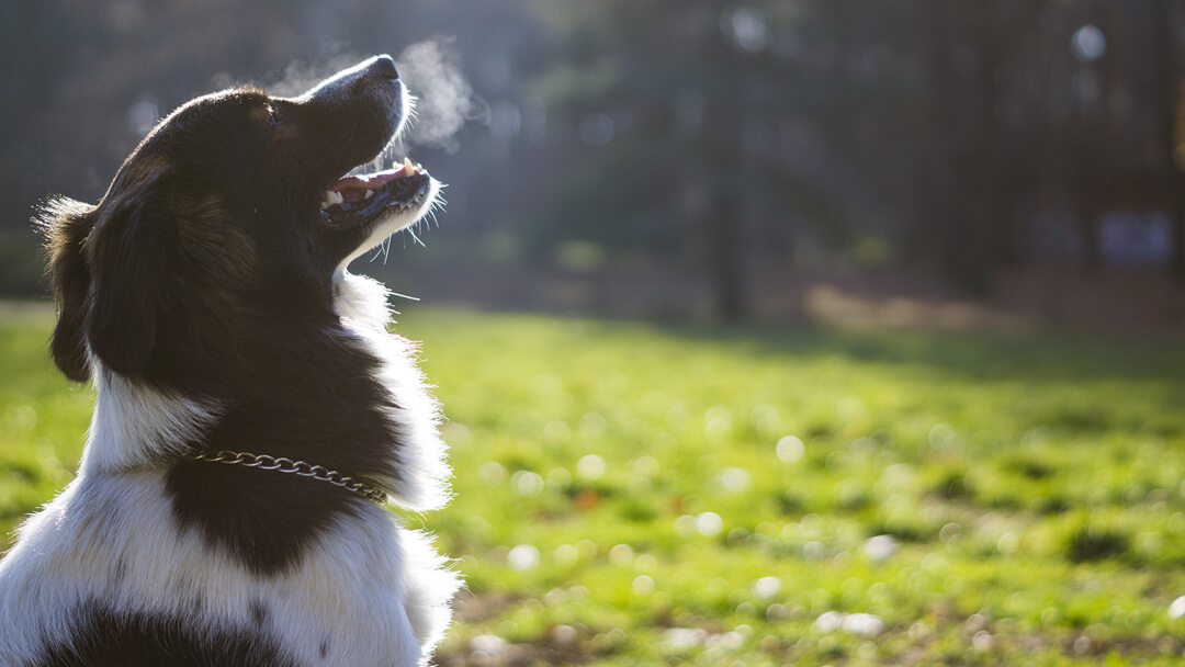 Bad Breath In Dogs Causes Symptoms And Treatment Purina